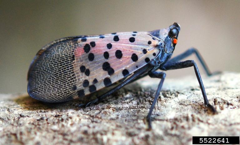 An adult Spotted Lantern Fly