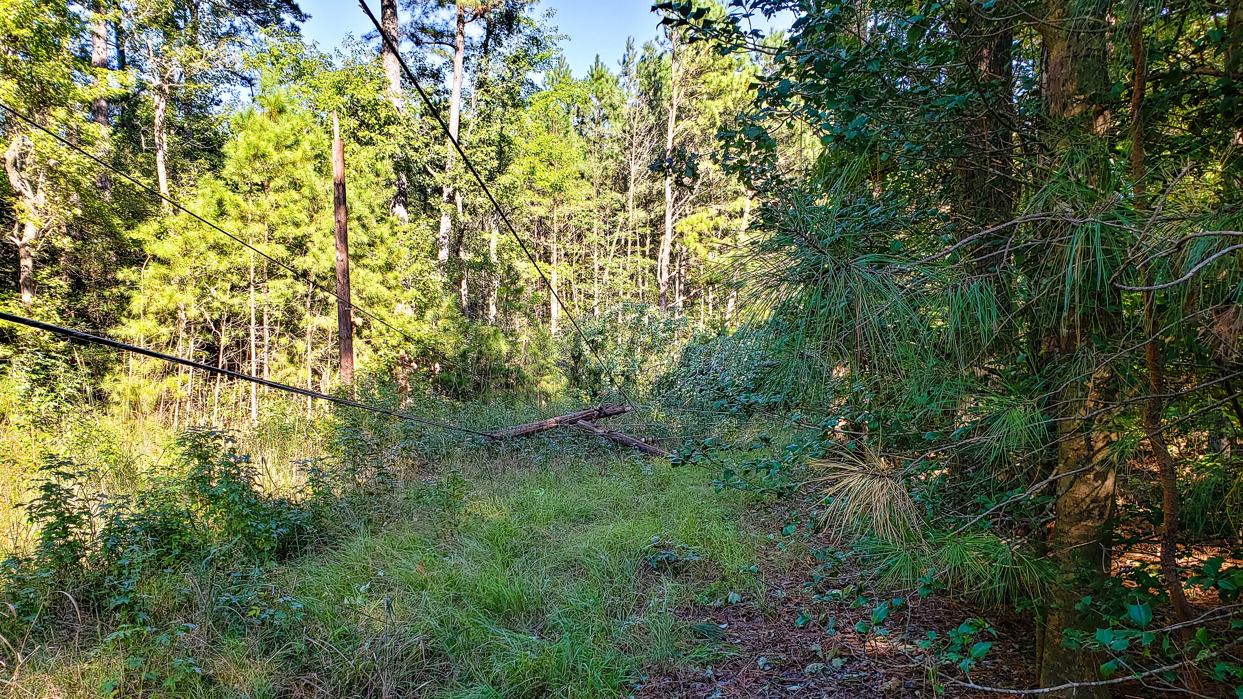 Tree damage