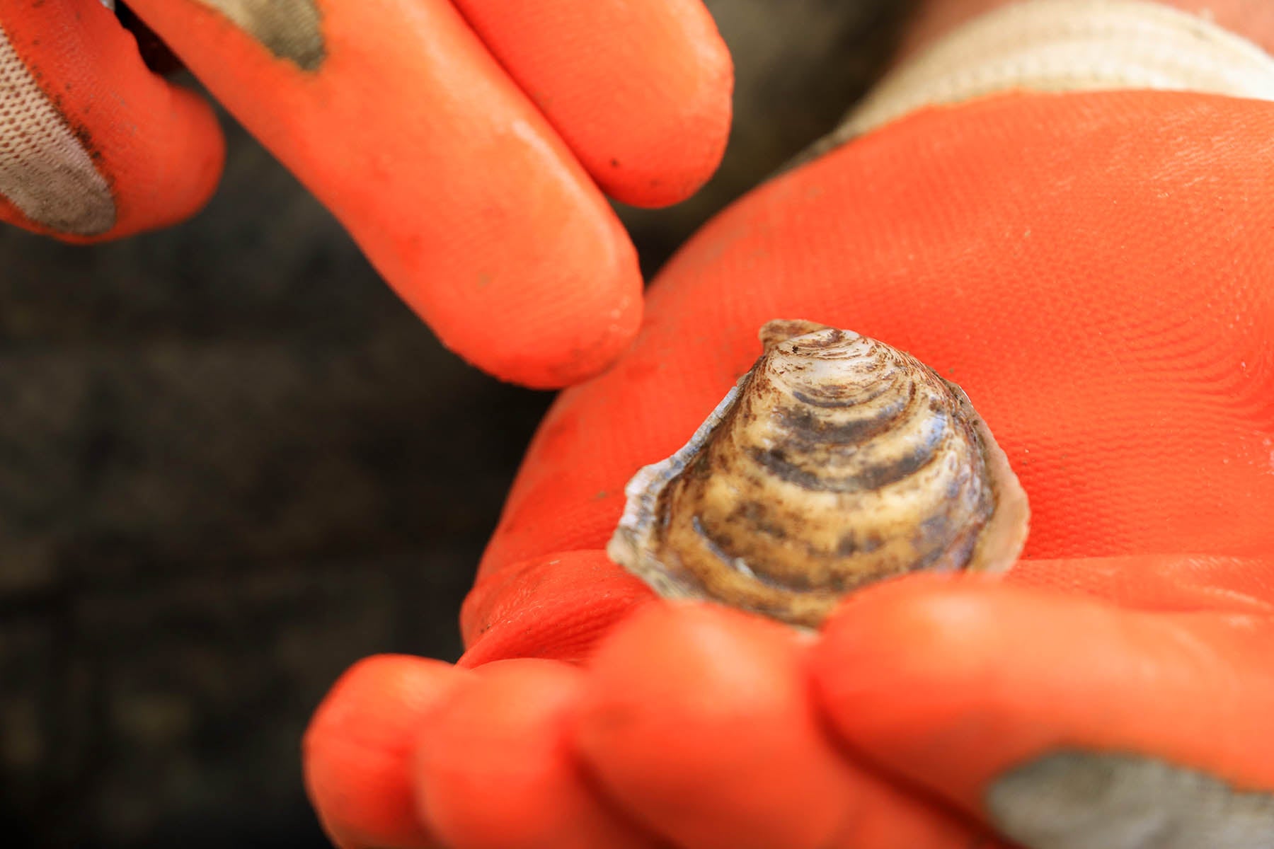 a growing oyster