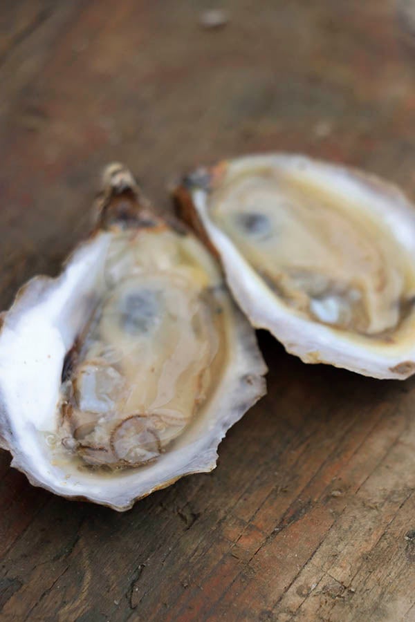 fallen pine oysters