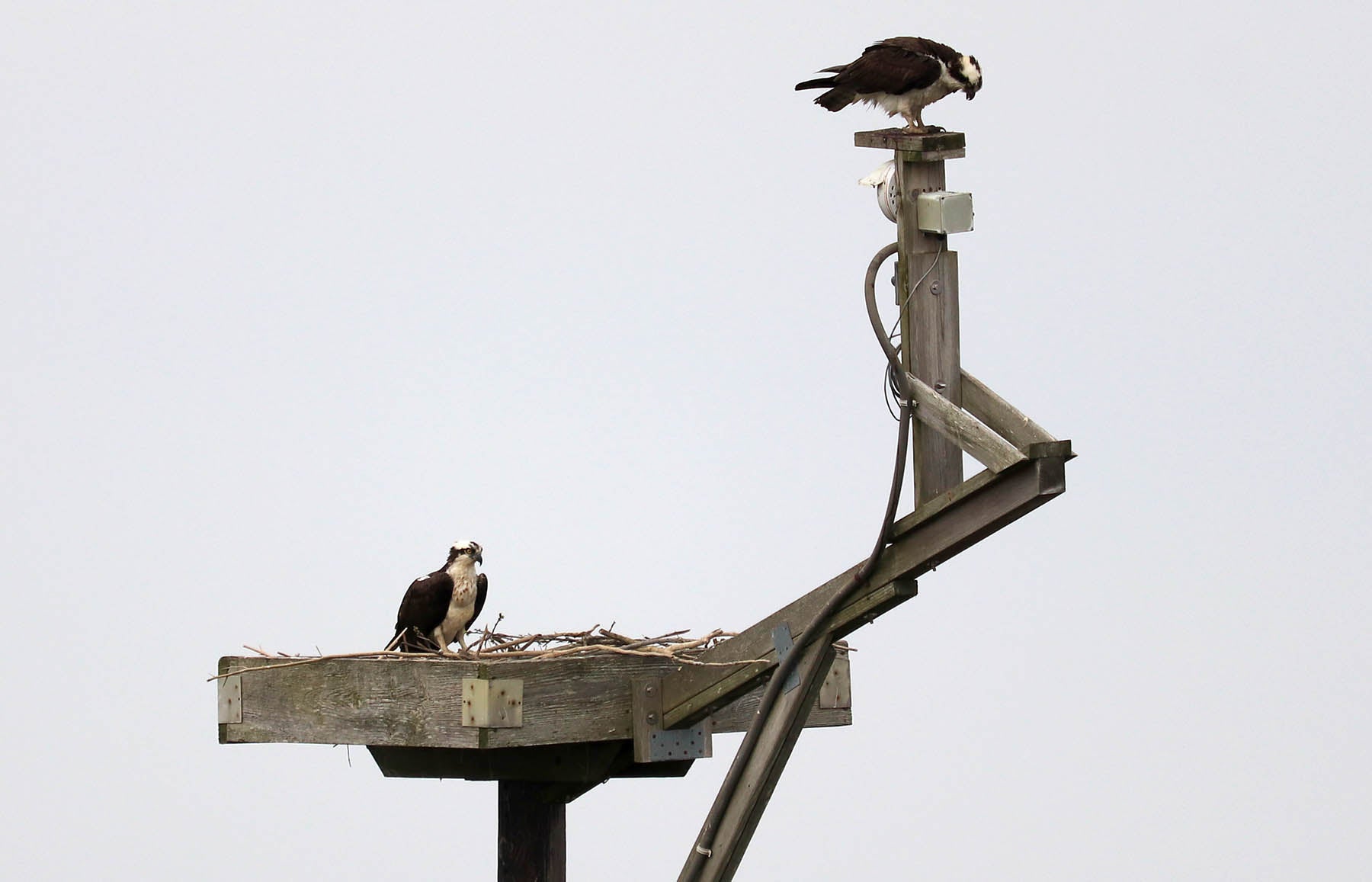 baby osprey's