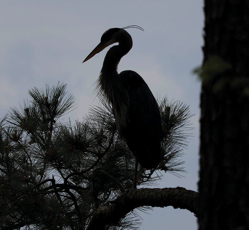 heron