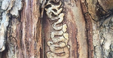 Typical damage caused by the Emerald Ash Borer.