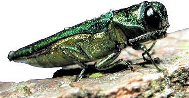 An adult Emerald Ash Borer. Adults are metallic green with a coppery green head, elongated, about ½” long and 1/16” wide and are typically found late spring through summer.