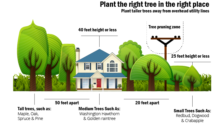 Plant at the right height and proximity to power lines