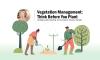 Vegetation Management: Think Before You Plant