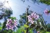 When planting, consider power lines