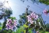 When planting, consider power lines